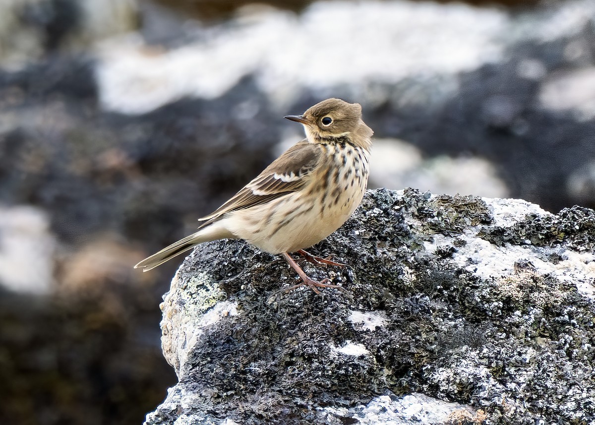 Pipit d'Amérique (japonicus) - ML621652920