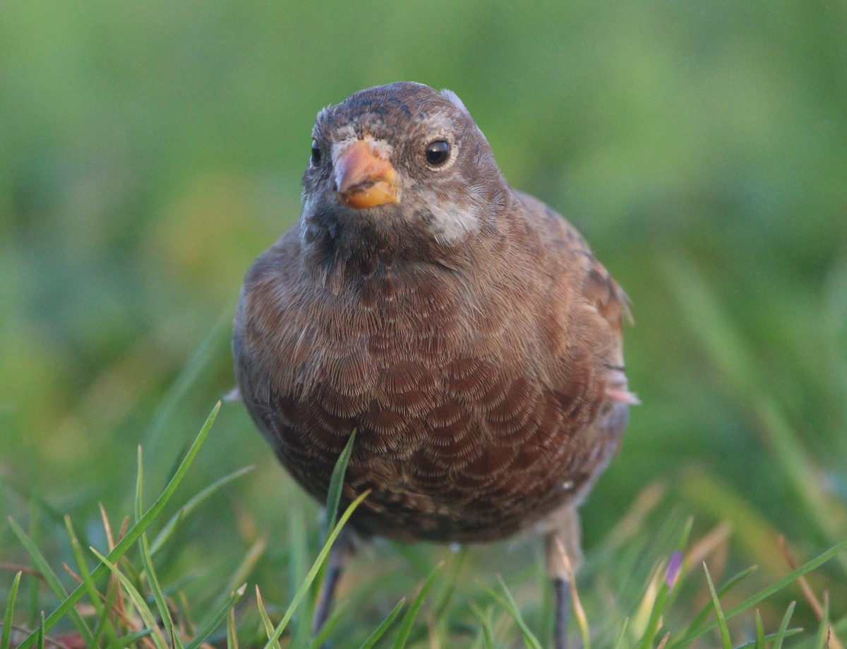 Gray-crowned Rosy-Finch (Hepburn's) - ML621652921