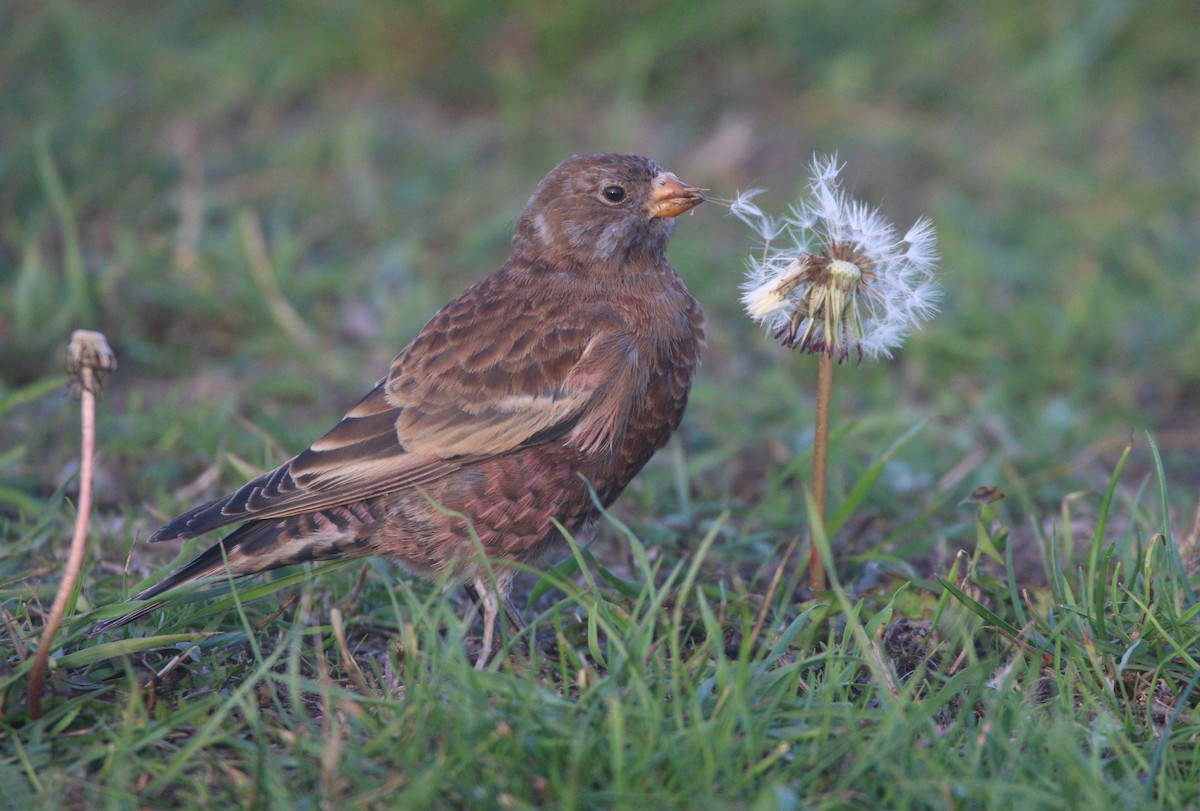 Gray-crowned Rosy-Finch (Hepburn's) - ML621652922