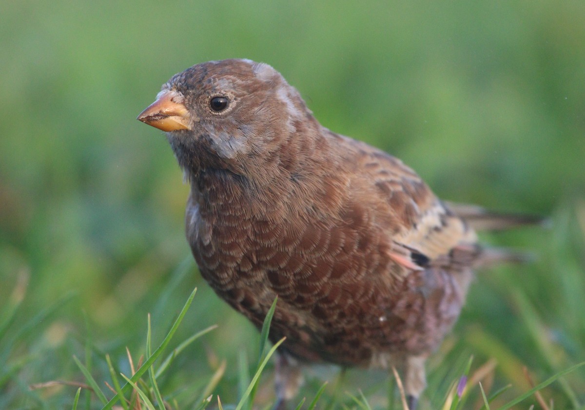 Gray-crowned Rosy-Finch (Hepburn's) - ML621652925