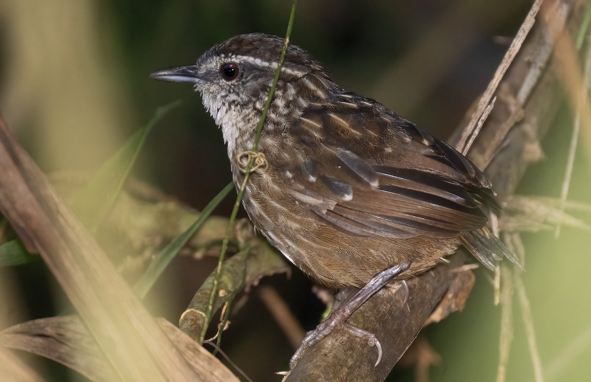 Eyebrowed Wren-Babbler - ML621652939