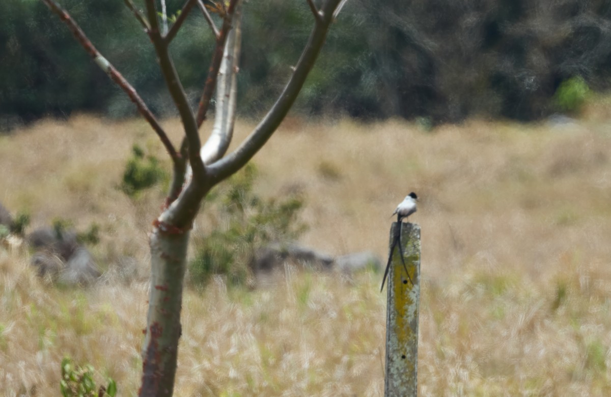 Fork-tailed Flycatcher - ML621652971