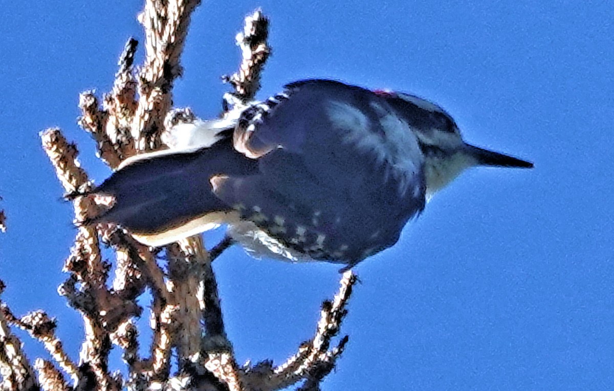 Hairy Woodpecker - ML621652972
