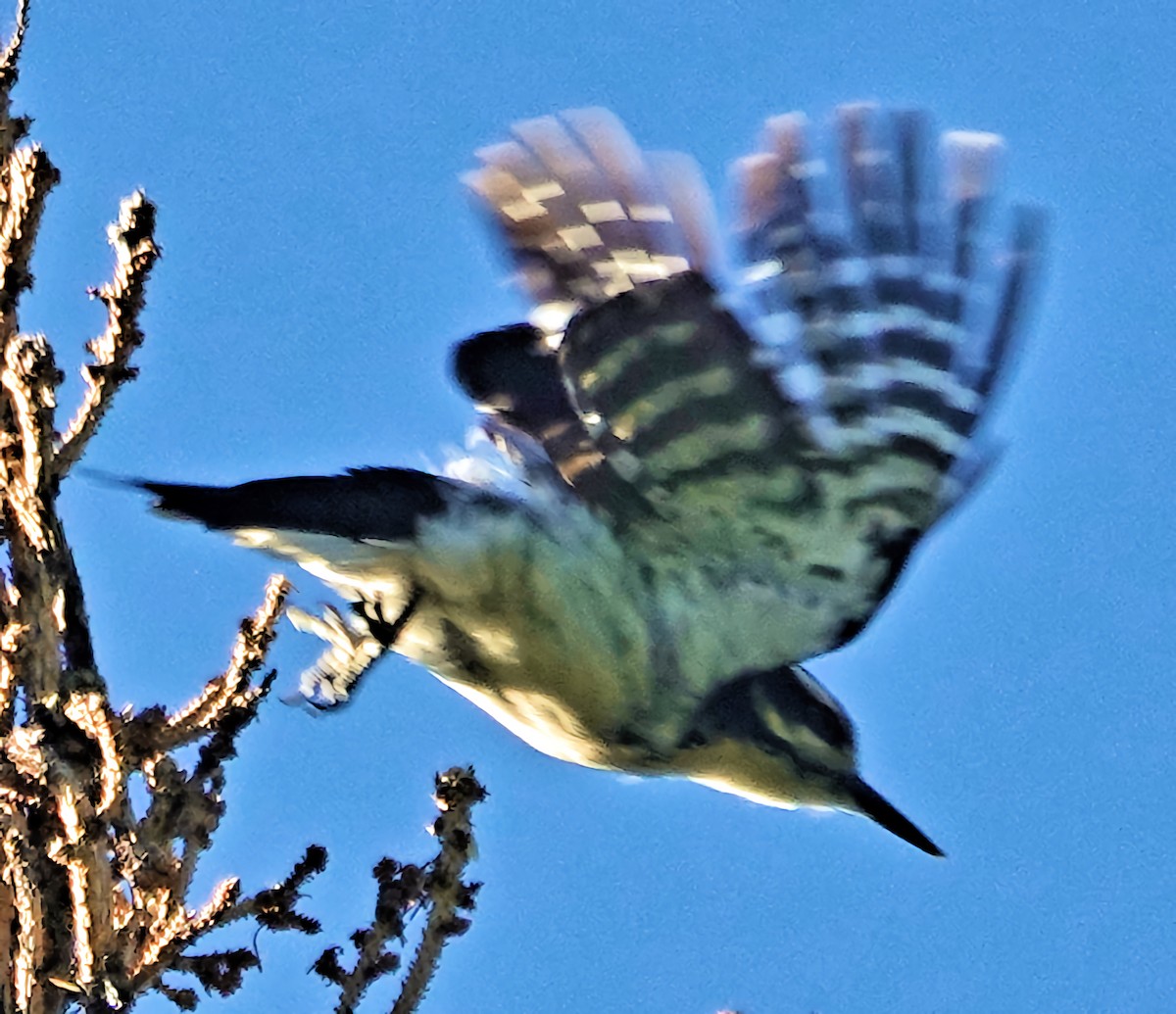 Hairy Woodpecker - ML621652973