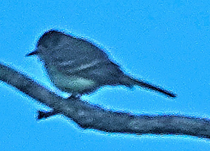 Willow Flycatcher - ML621652994