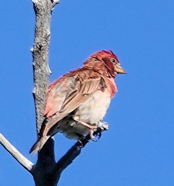 Cassin's Finch - ML621653009