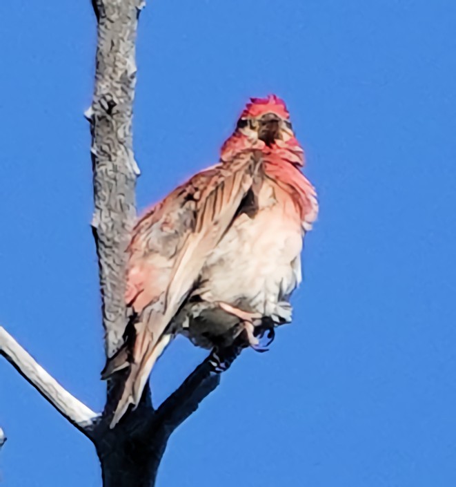Cassin's Finch - ML621653010