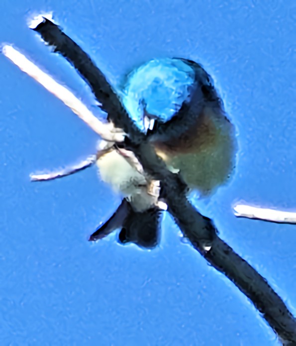 Lazuli Bunting - ML621653030