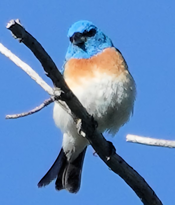 Lazuli Bunting - ML621653031