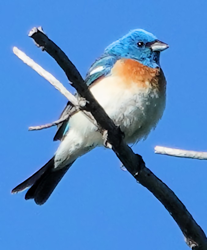 Lazuli Bunting - ML621653032