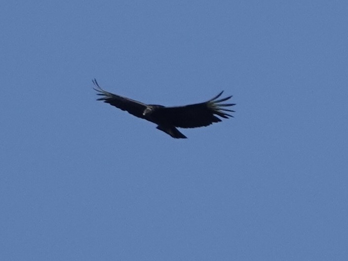 Black Vulture - Lottie Bushmann