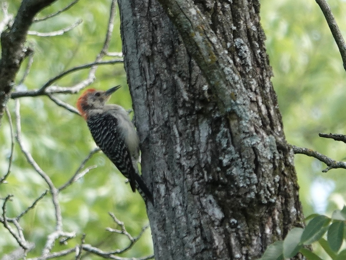 Red-bellied Woodpecker - ML621653214
