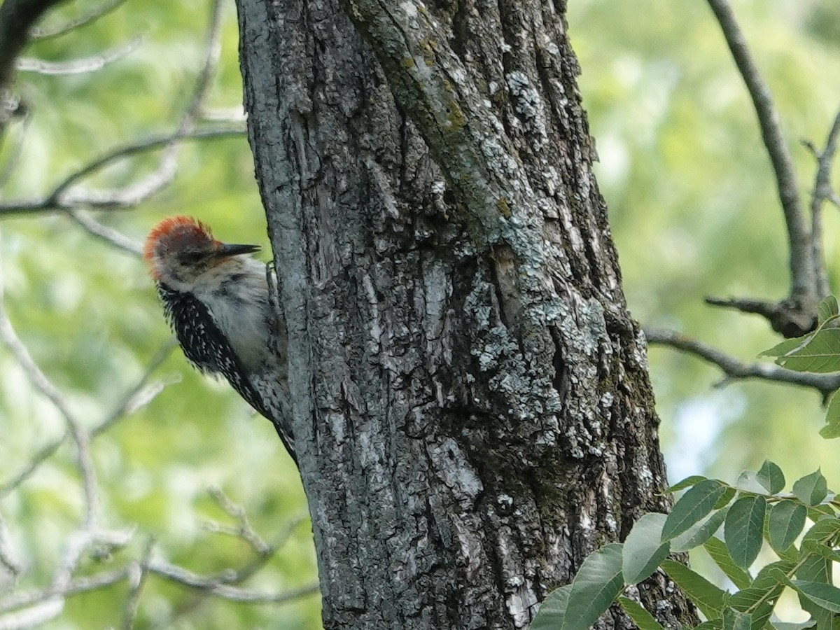 Red-bellied Woodpecker - ML621653215