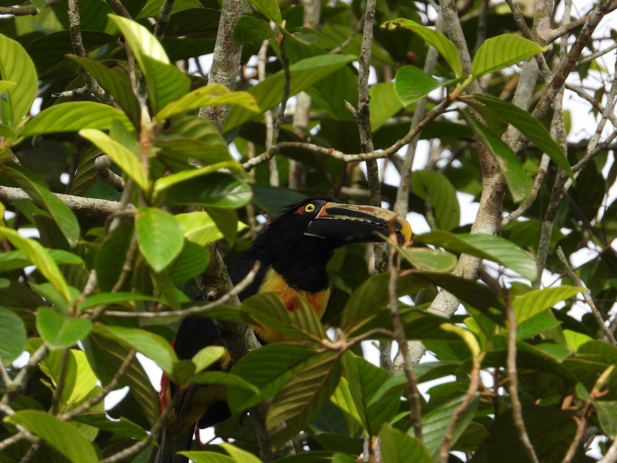 Collared Aracari - Francisco Sornoza