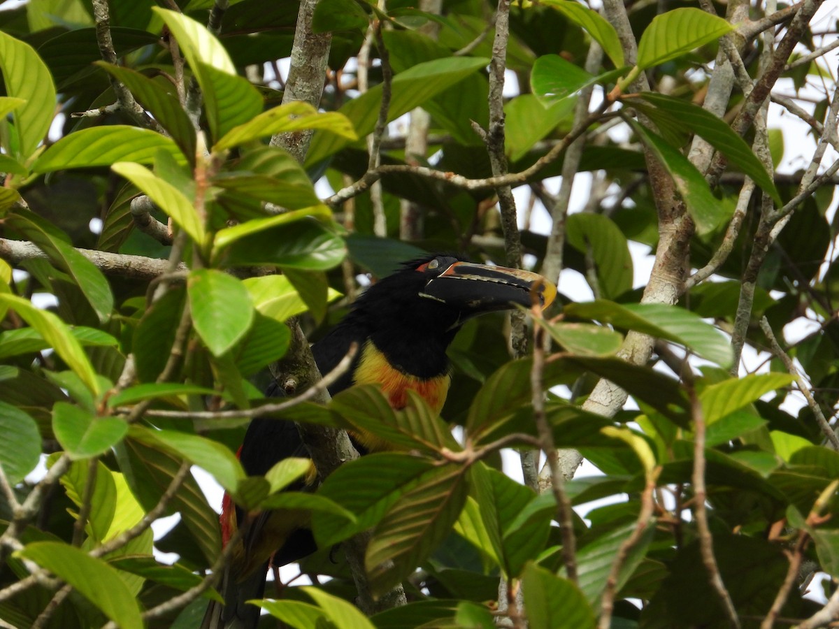 Collared Aracari - Francisco Sornoza