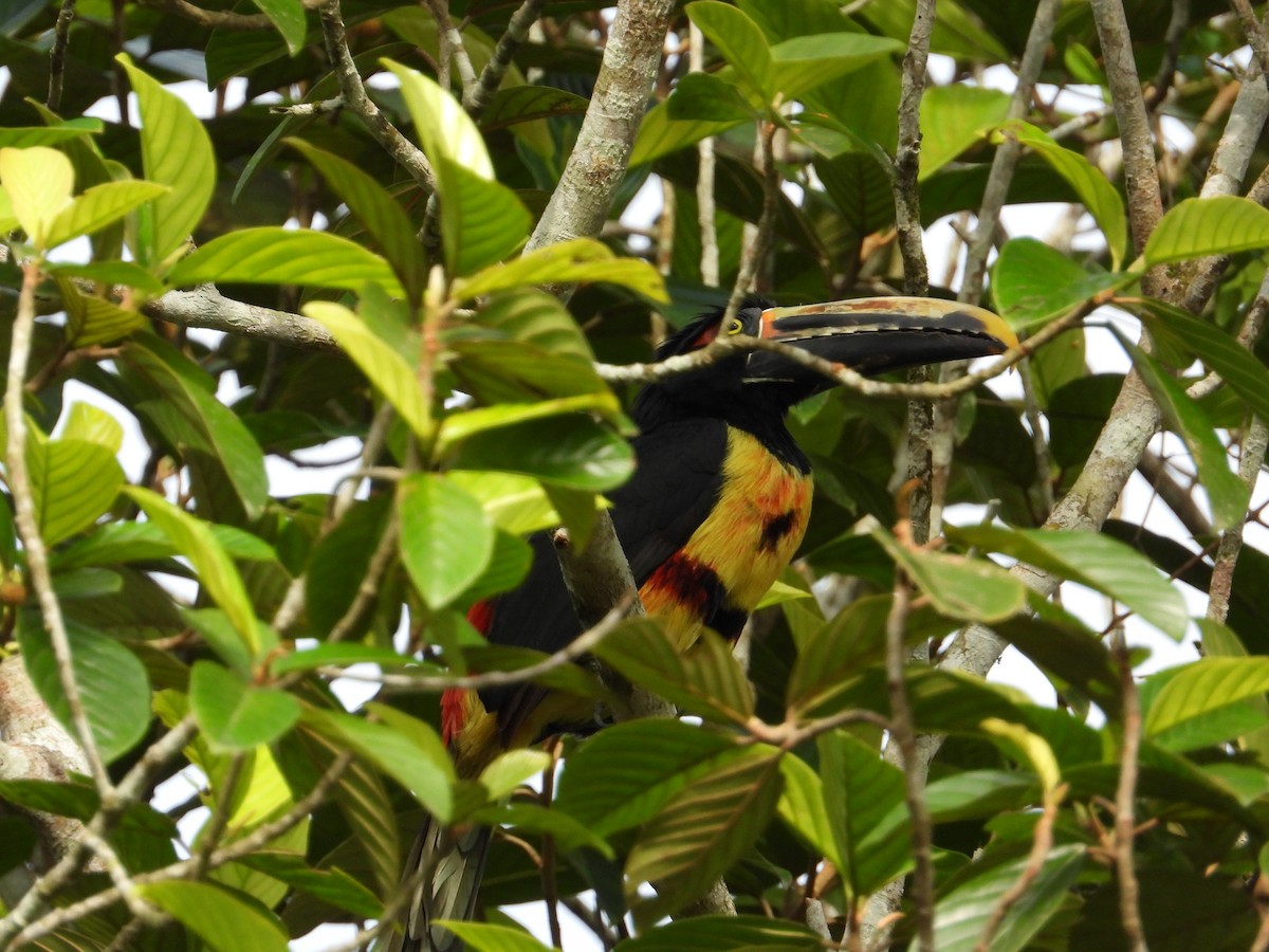 Collared Aracari - ML621653224