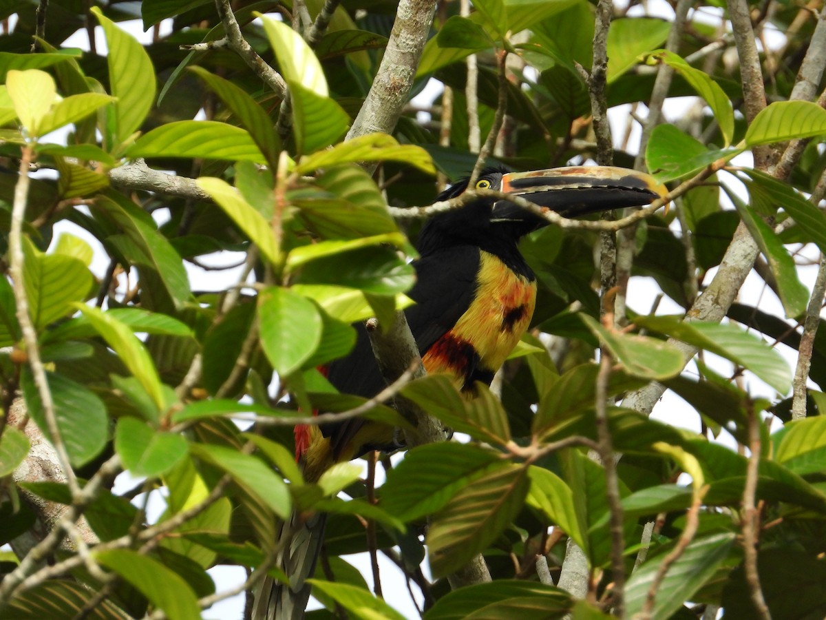 Collared Aracari - ML621653226