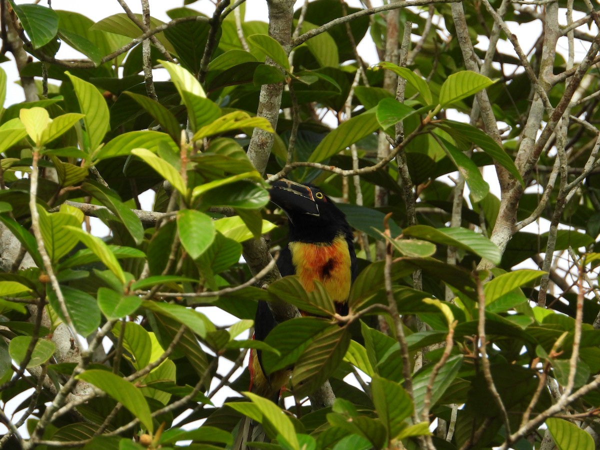 Collared Aracari - ML621653229