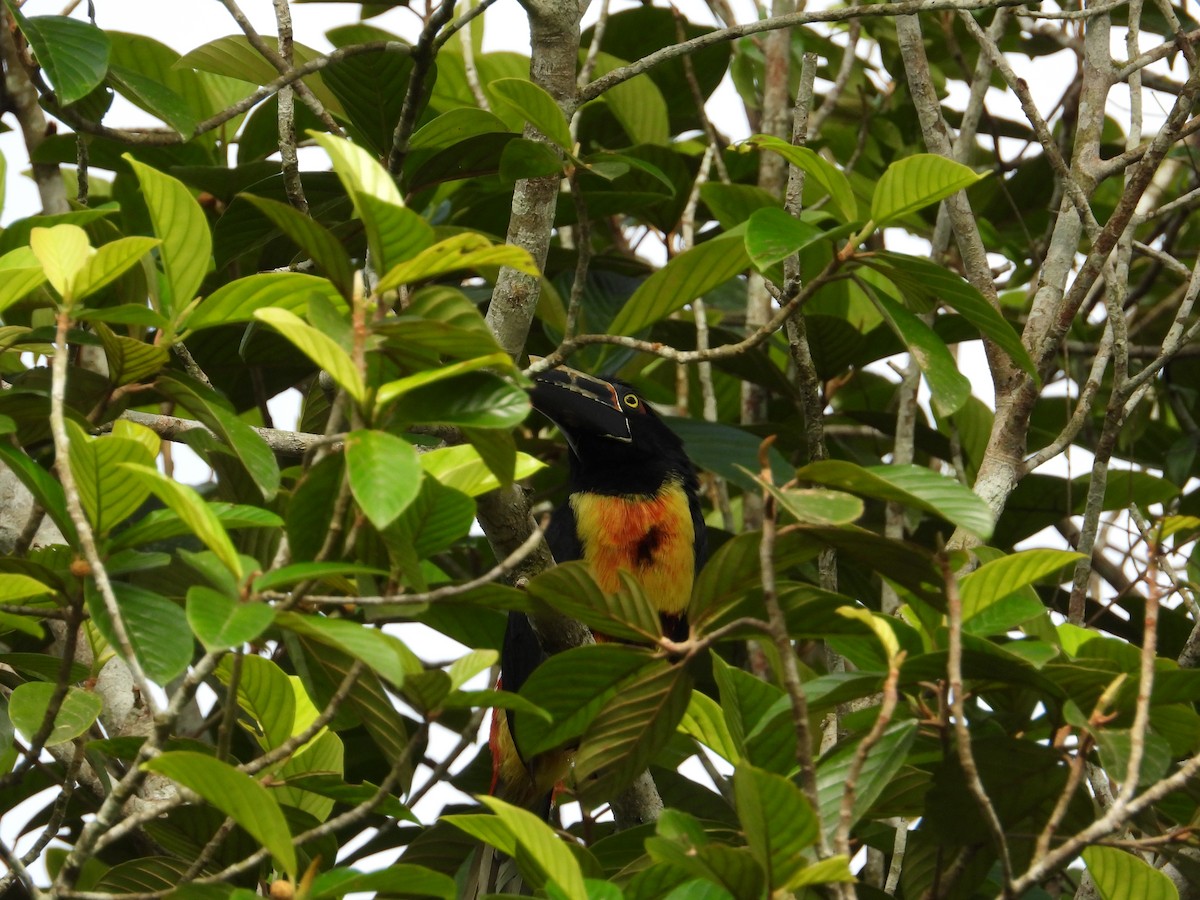 Collared Aracari - ML621653230