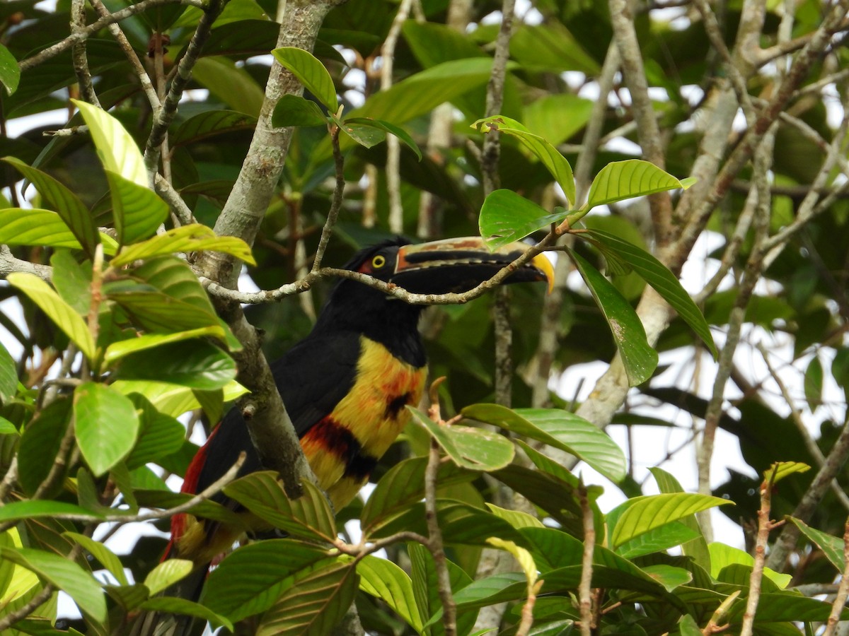 Collared Aracari - ML621653231