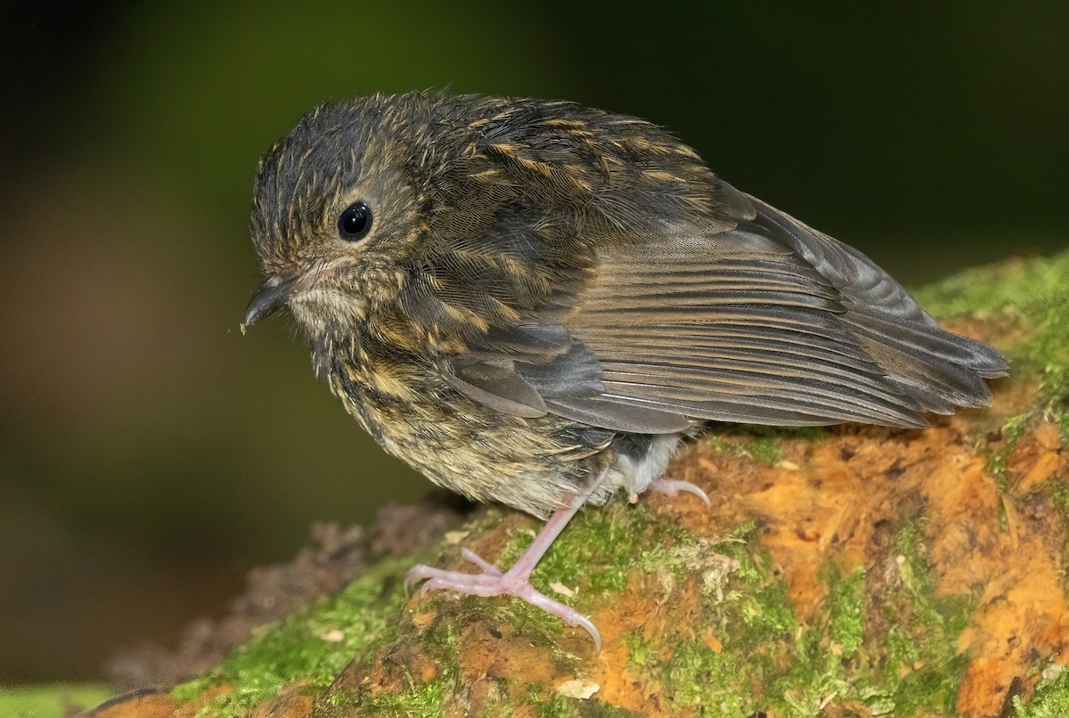 Snowy-browed Flycatcher - ML621653247