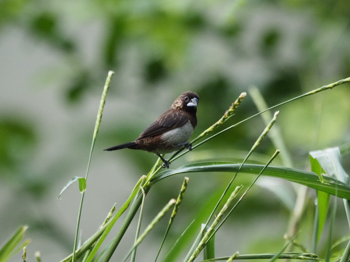 White-rumped Munia - Bahtiyar Kurt