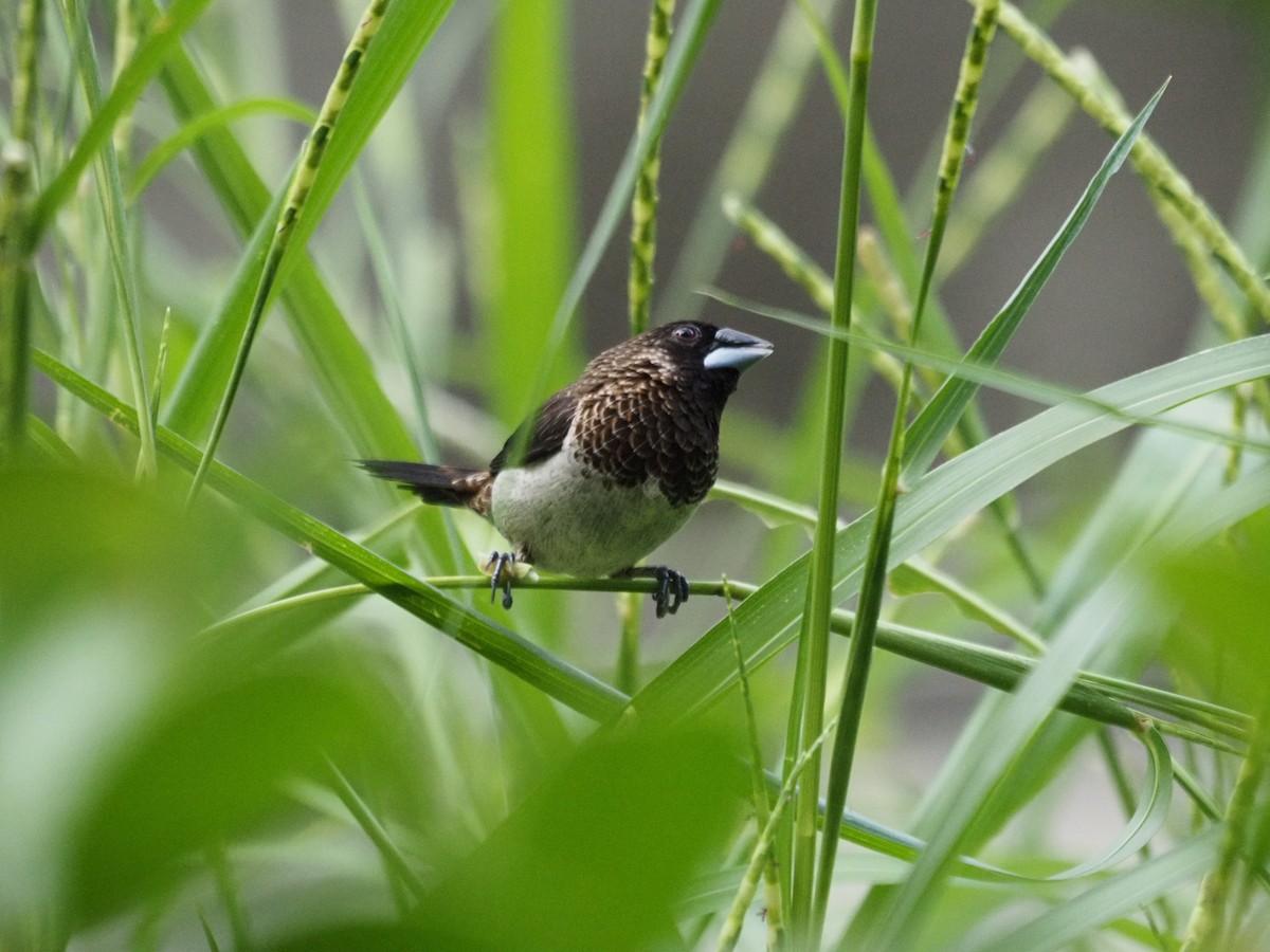 White-rumped Munia - ML621653664