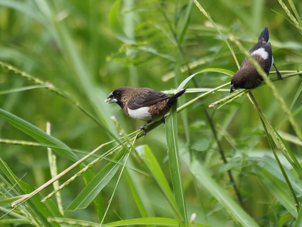 White-rumped Munia - ML621653666