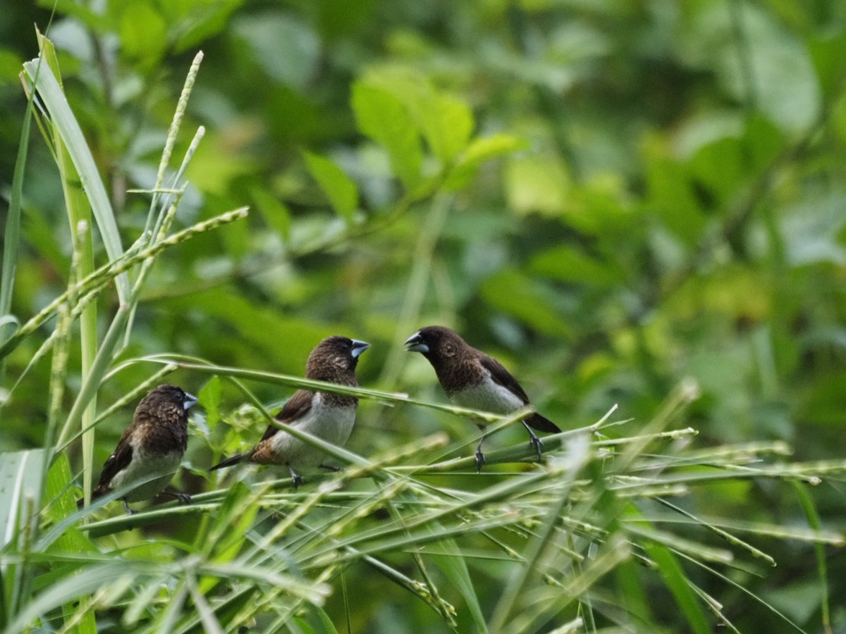 White-rumped Munia - ML621653667