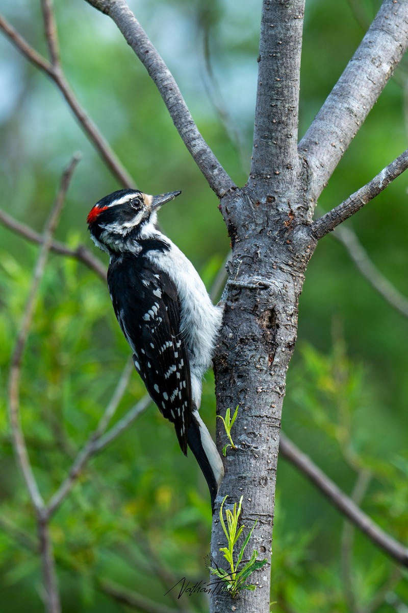 Hairy Woodpecker - Nathan Thokle