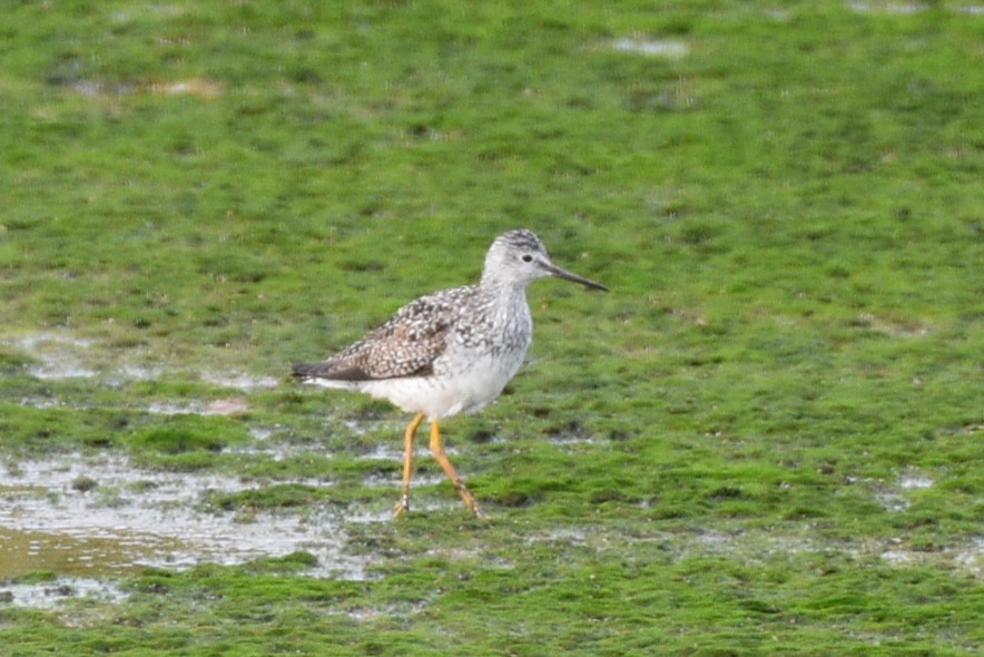 Lesser Yellowlegs - ML621653677