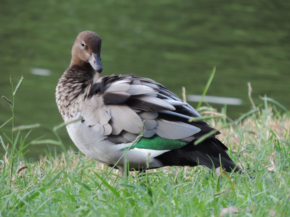 Maned Duck - ML621653711