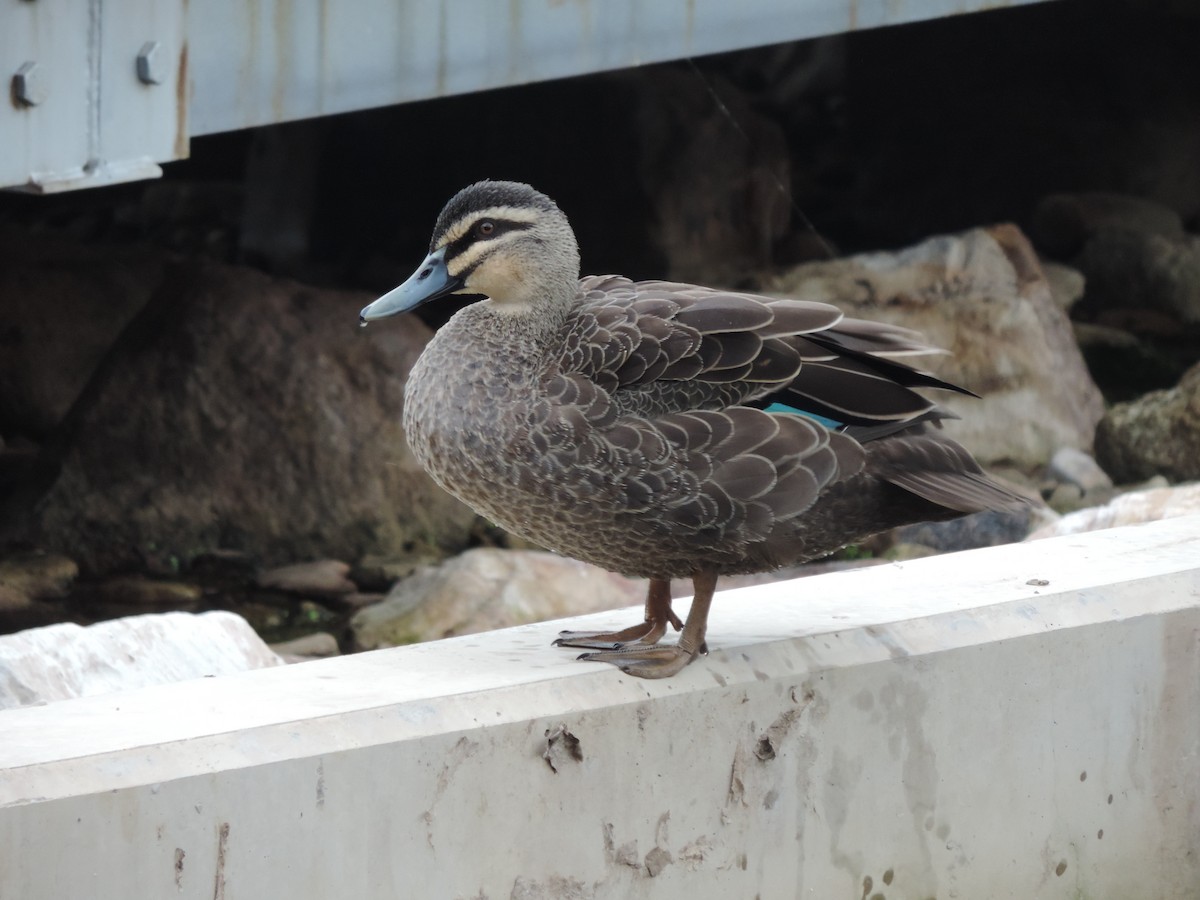 Pacific Black Duck - ML621653725