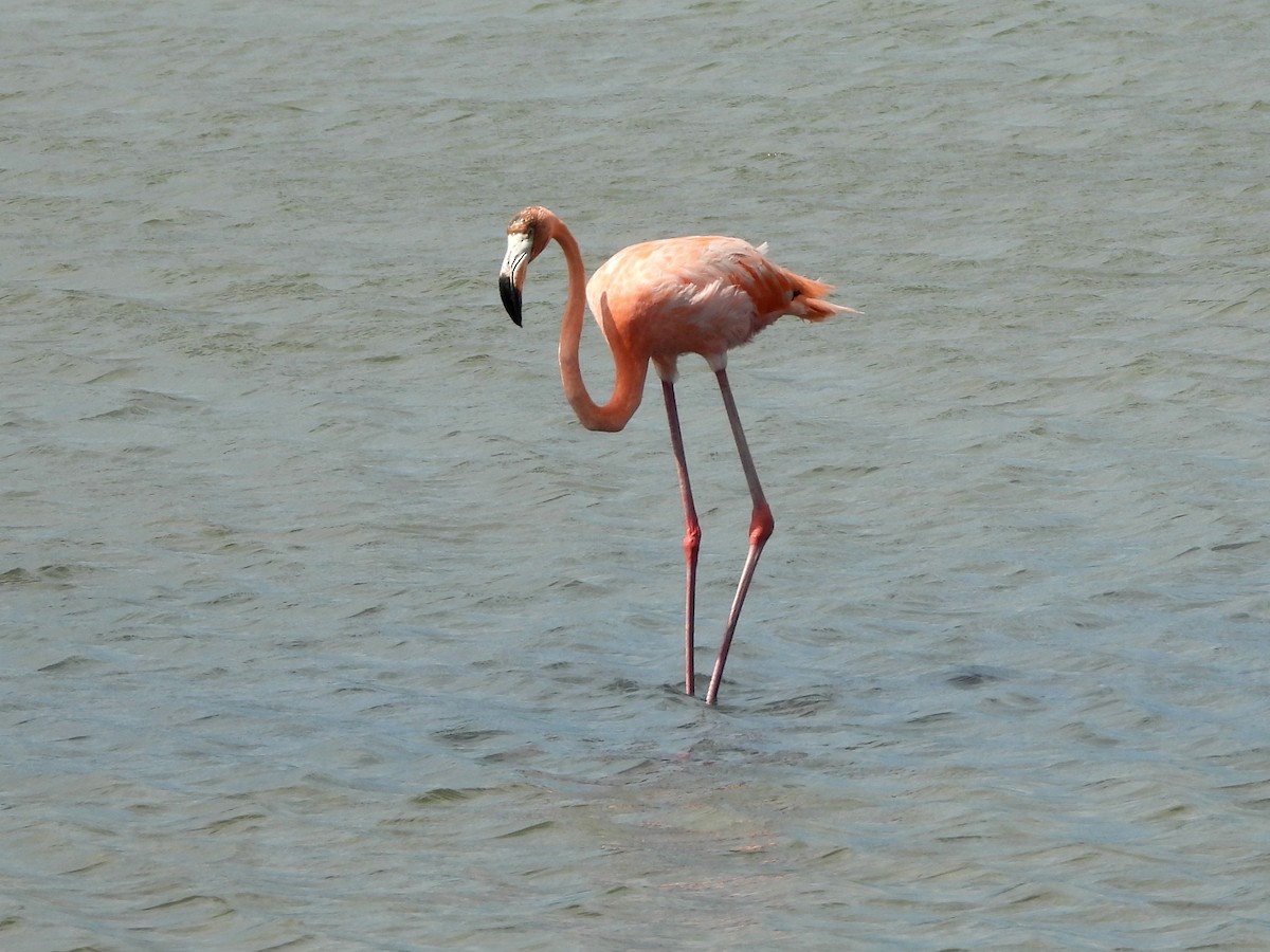 Flamant des Caraïbes - ML621653732