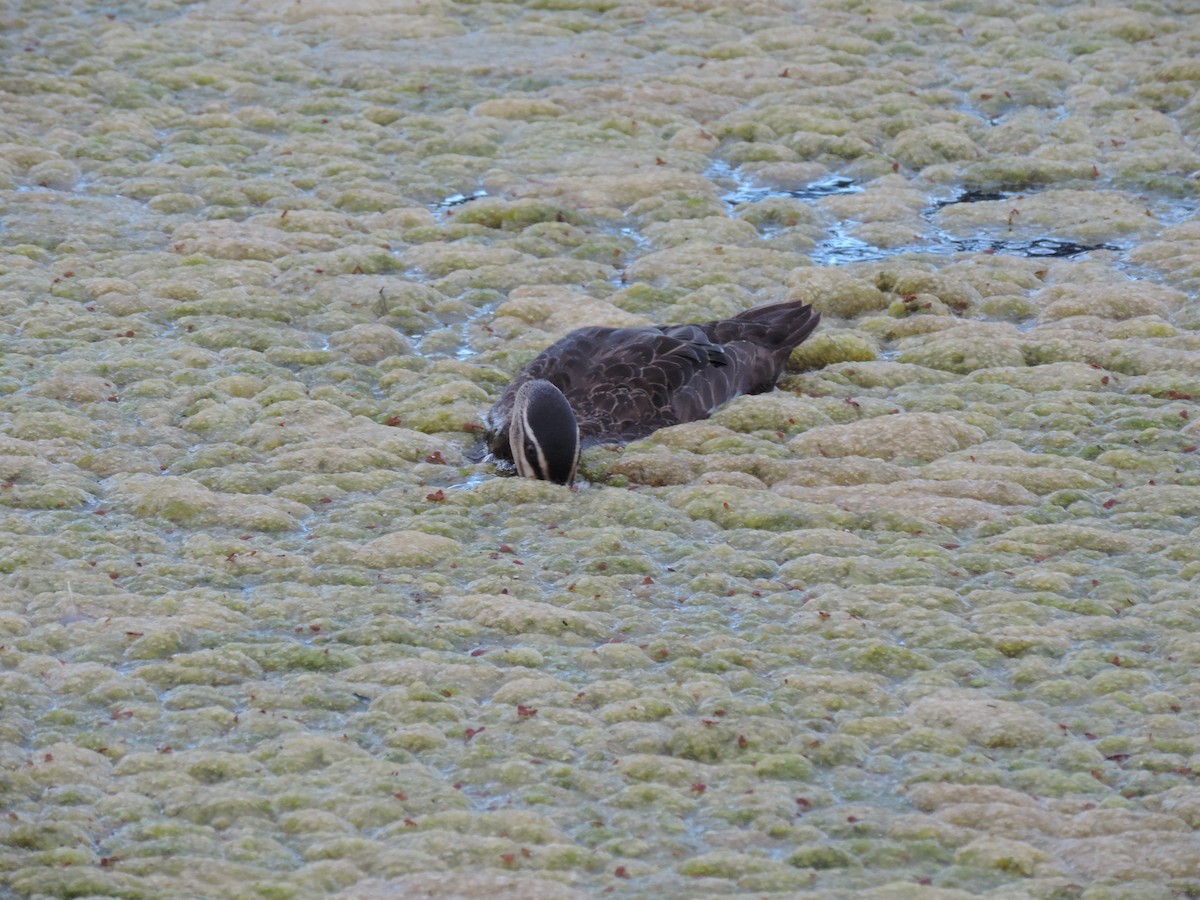 Pacific Black Duck - ML621653733