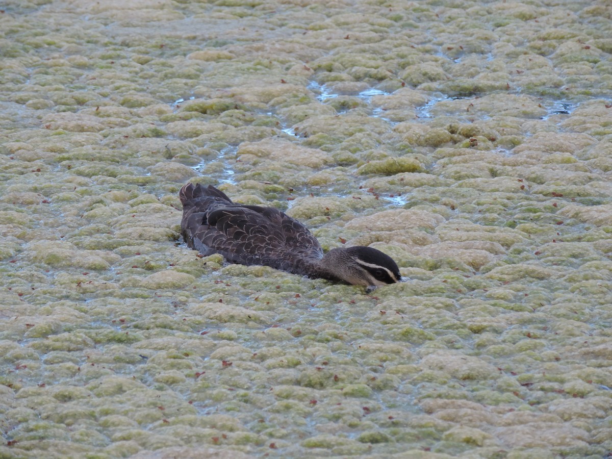 Pacific Black Duck - ML621653734