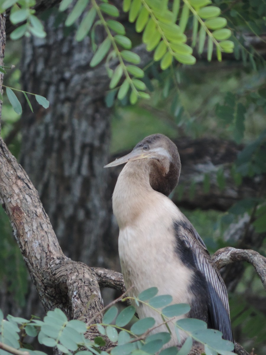 Australasian Darter - ML621653751