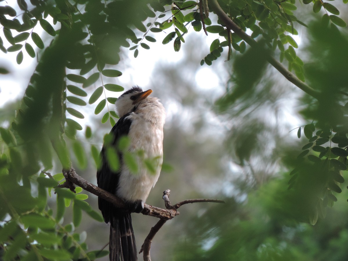 Little Pied Cormorant - ML621653758