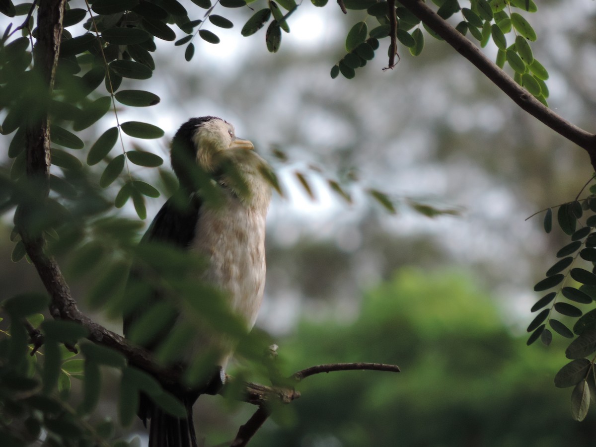 Little Pied Cormorant - ML621653759