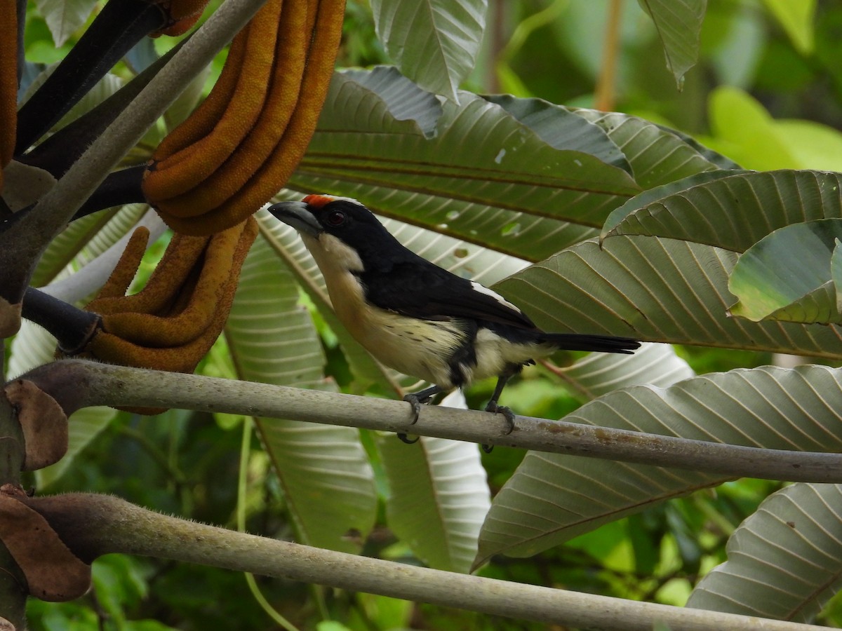 Orange-fronted Barbet - ML621653765