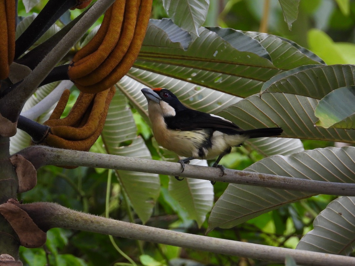 Orange-fronted Barbet - ML621653766