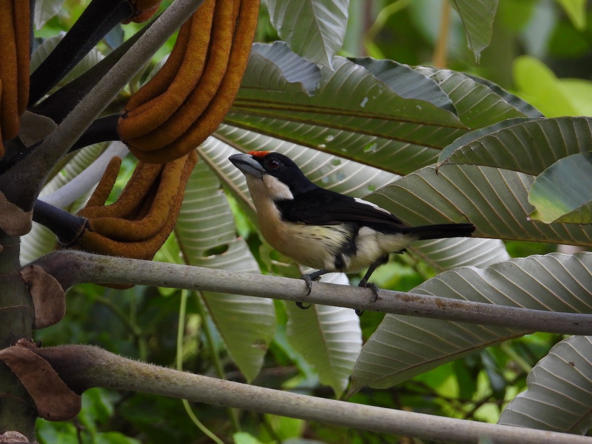 Orange-fronted Barbet - ML621653767