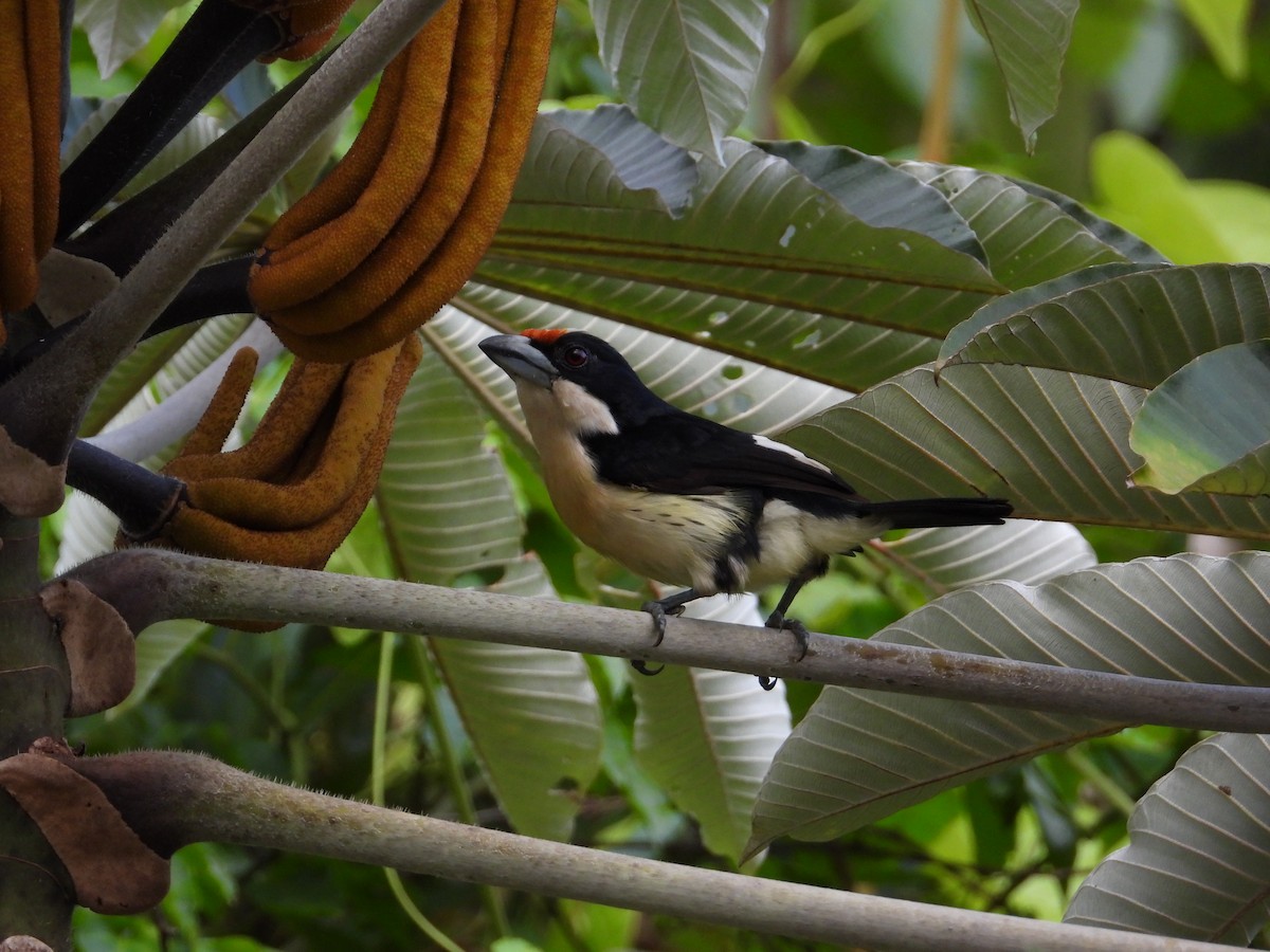 Orange-fronted Barbet - ML621653768