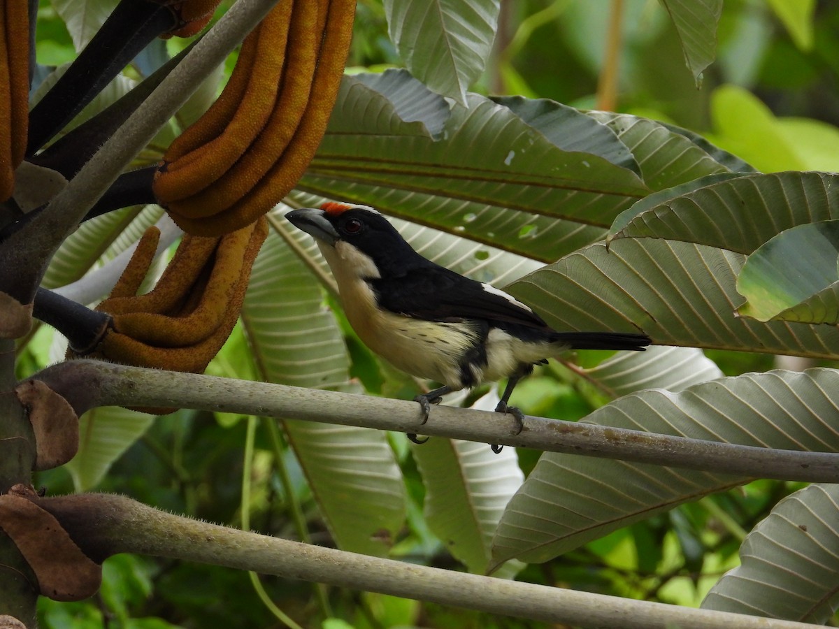 Orange-fronted Barbet - Francisco Sornoza