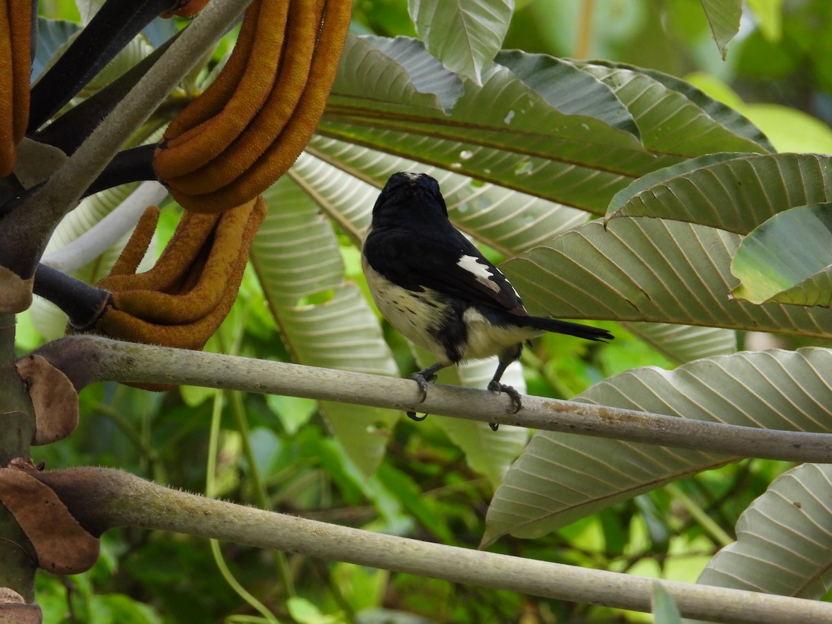 Orange-fronted Barbet - ML621653772