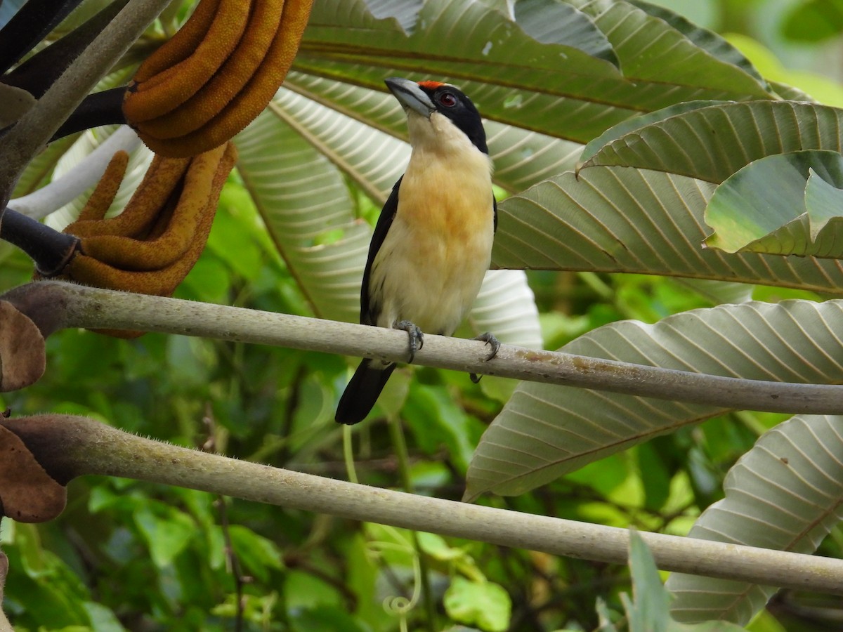 Orange-fronted Barbet - ML621653773