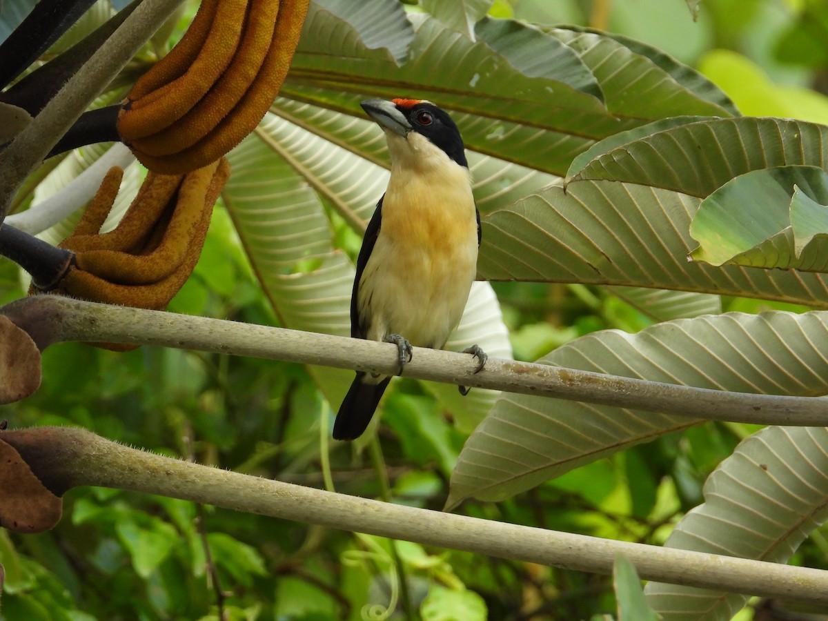 Orange-fronted Barbet - Francisco Sornoza