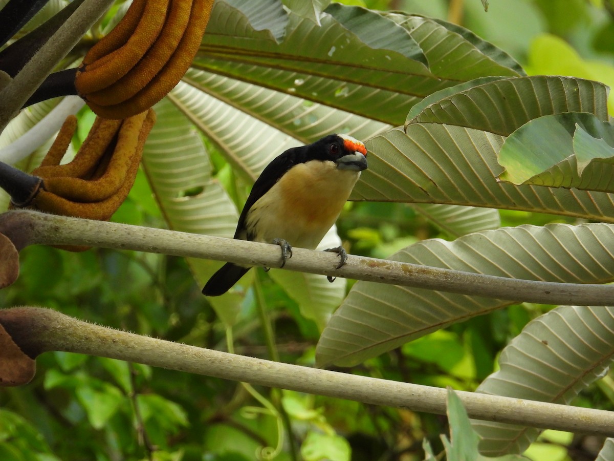 Orange-fronted Barbet - ML621653775