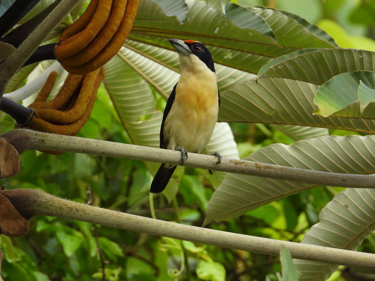 Orange-fronted Barbet - Francisco Sornoza