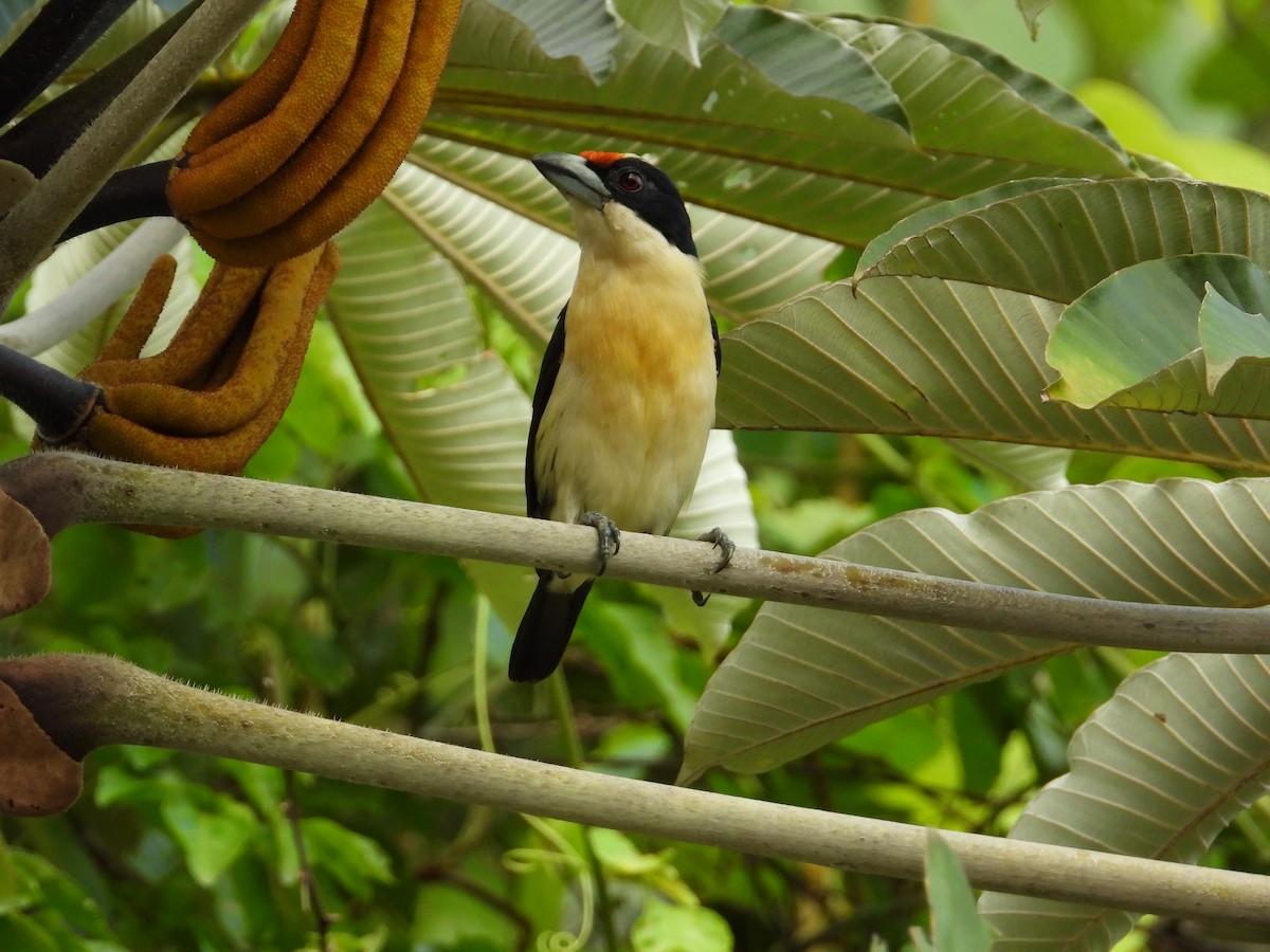 Orange-fronted Barbet - ML621653777